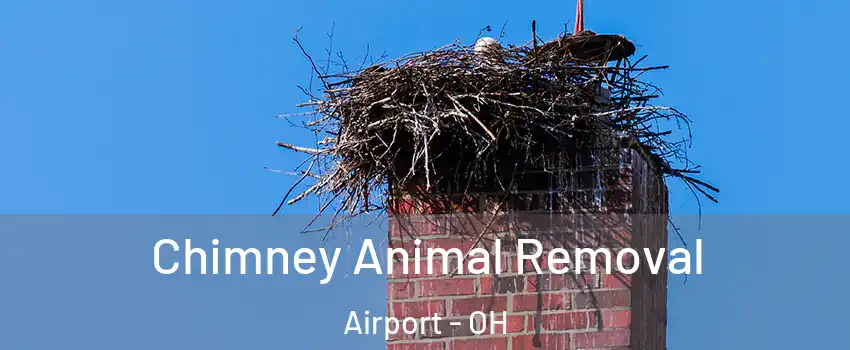 Chimney Animal Removal Airport - OH